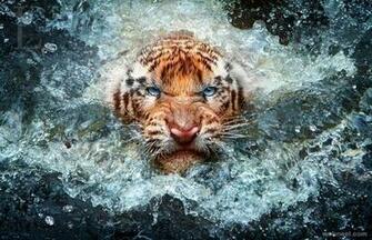 All Wildlife Photography