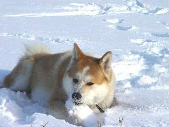 Akita Wallpaper