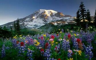 The Best Flowerfield In World Infotainment Entertainment With