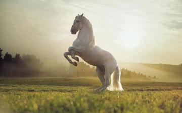 White Horse Wallpaper