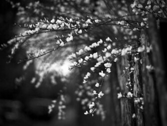Black And White Wallpaper HD Scenic Landscape
