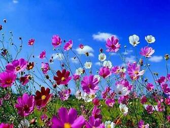 Spring Wallpaper Flowers 800x600