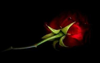 Wallpaper Flower One Rose Treatment Stem Bud Lies Black