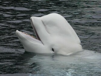 High Definition Wallpaper Photo Beluga Html
