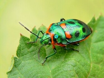 Beetles Wallpaper Bugs Desktop