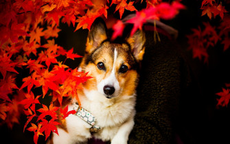 Animal Corgi HD Wallpaper