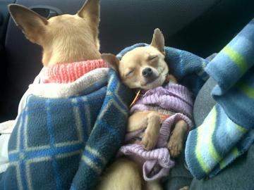 Chihuahua Dog Dogs Wallpaper HD Desktop And Mobile Background