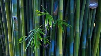 Bamboo Wallpaper Grasscloth