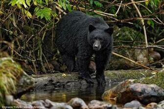 Kb Jpg Black Bear Background Wallpaper
