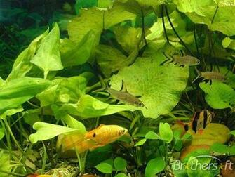 Saltwater Fish Screensaver