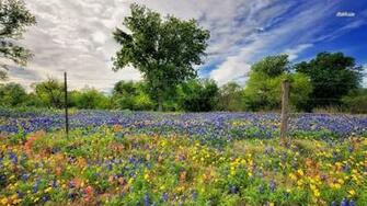 Spring Wildflowers Wallpaper Flower