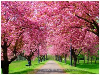 Spring Happy Thoughts Flowers And