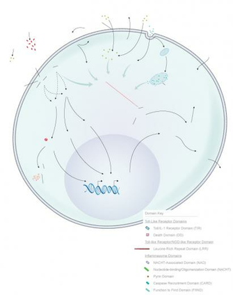 Inflammasome Activation Pathways R D Systems