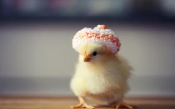 Wallpaper Cute Chicken