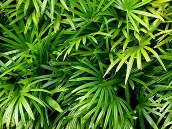 Wallpaper Photography More Tropical Desktop Bushes Leaves