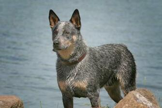 Beautiful Australian Cattle Dog Image High Definition Full