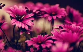 Pink Flowers Wallpaper Screensavers
