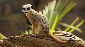 Meerkats HD Wallpaper 4k