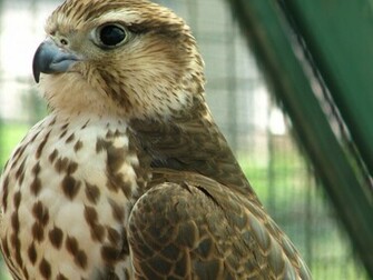 Cute Bird Of Prey Wallpaper Stock Photos