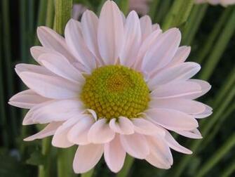 New Flower Wallpaper Cool Pc