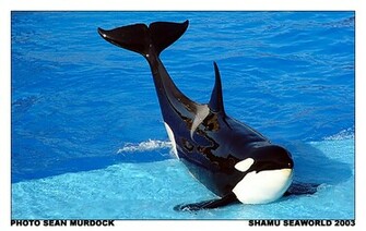 Shamu Wallpaper