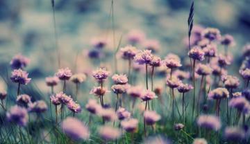 Summer Bloom Spring Photo Nature Grass Purple Macro Flower