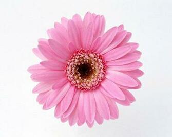 Desktop Wallpaper Flowers High Resolution In HD