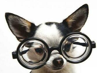 Funny And Crazy Dogs Wallpaper Jpg