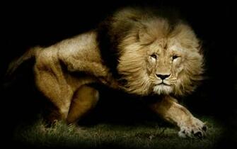 Lion Wallpaper High Cute Animals Cool Walldiskpaper