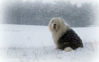 Old English Sheepdog Computer Wallpaper Desktop Background