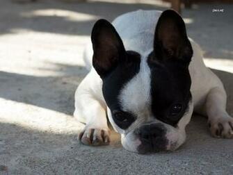 Tired French Bulldog Wallpaper Animal