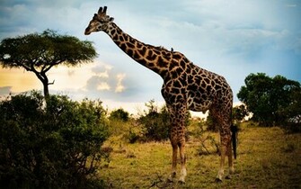 Wallpaper Giraffe HD Background Desktop