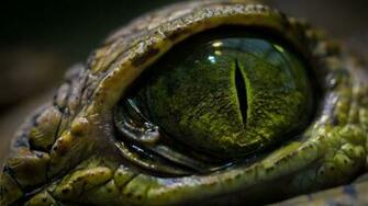 Crocodile Eye Wallpaper