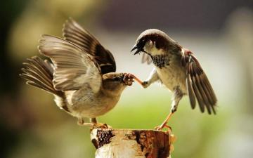 Sparrows Birds Wallpaper