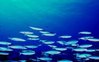 Stock Image School Of Fish Wallpaper Photos