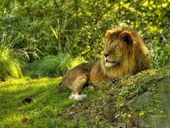 Lion Wallpaper Photo Desktop