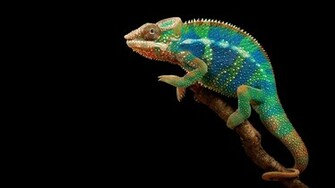 Chameleon Adult On A Flower Small