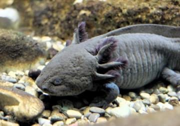 Axolotl Wallpaper With Rocks In 1920p Loud