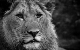 Black And White Wallpaper HD Lion Lions Photos