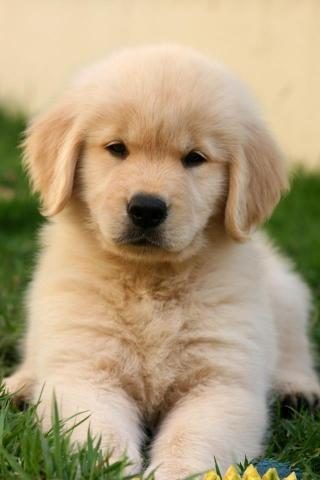 Dog Wallpaper Are Added Beautiful And Cute Dogs For Your Mobile