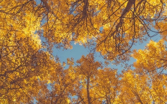 Autumn iPhone Wallpaper Banner