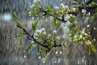 Beautiful Rainy Spring Day Trees In Bloom