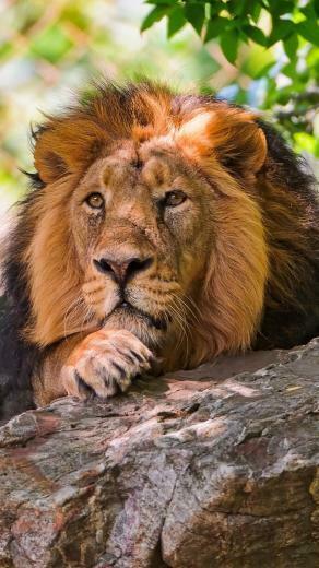 Lion iPhone Wallpaper 5s