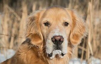 Wallpaper Golden Retriever Dog Muzzle Eyes