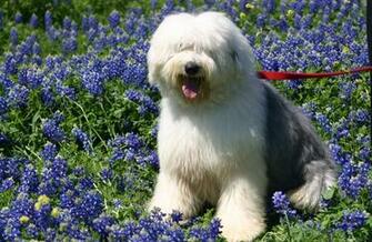 Old English Sheepdog Wallpaper Pictures