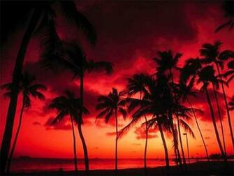Palm Tree Sunset