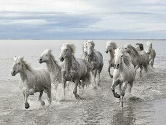 Photo Wild Horses In France