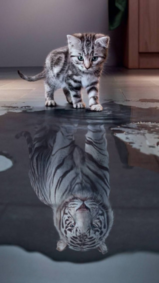 Tiger White Photos Animaux Sauvages Mignons Photo
