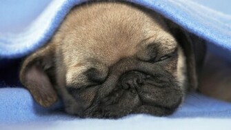 Pug Desktop Wallpaper The Dog Best