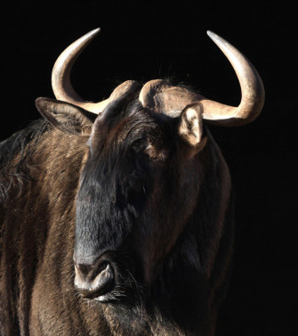 Wildebeest Wallpaper